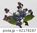 紫陽花 42178287