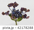 紫陽花 42178288