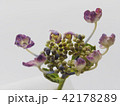 紫陽花 42178289