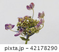 紫陽花 42178290