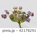 紫陽花 42178291