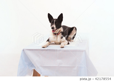 Dog on isolated white background. Dog on isolated white background. 42178554