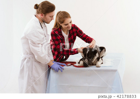 Dog getting checked at vet with their owner. 42178833