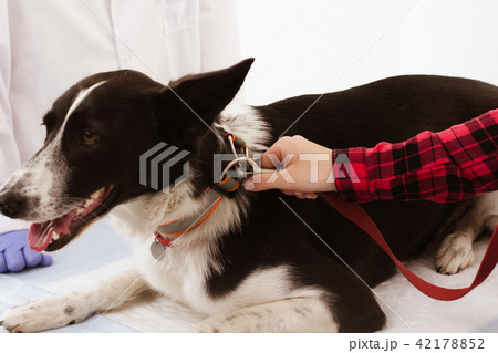 Cute dog at veterinarian. 42178852