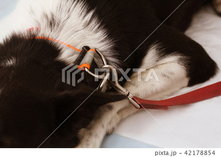 Cute dog at veterenarian. 42178854