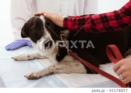 Cute dog at veterenarian. 42178857