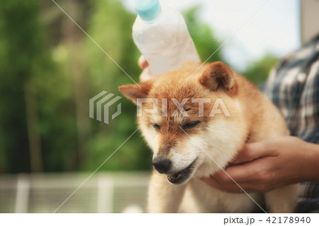 豆柴 豆柴 42178940