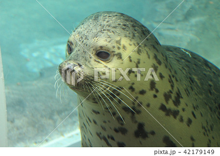 円山動物園　ゴマフアザラシ 42179149