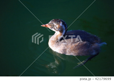 カイツブリの幼鳥 42179699