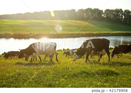 A herd of cows by the river 42179908