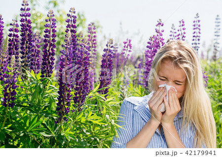 allergic to lupines allergic to lupines 42179941