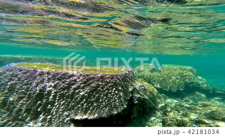 沖縄石垣島 サンゴ礁の海 海中写真 42181034