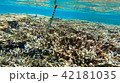 沖縄石垣島 サンゴ礁の海 海中写真 ウミヘビ 42181035