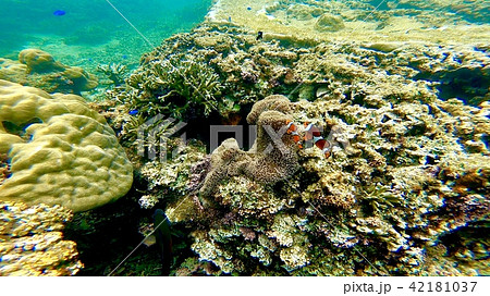 沖縄石垣島 サンゴ礁の海 海中写真 カクレクマノミ 42181037