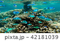 沖縄石垣島 サンゴ礁の海 海中写真 42181039