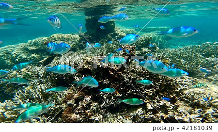沖縄石垣島 サンゴ礁の海 海中写真の写真素材 [42181039] - PIXTA