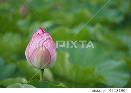 蓮の花 42181964