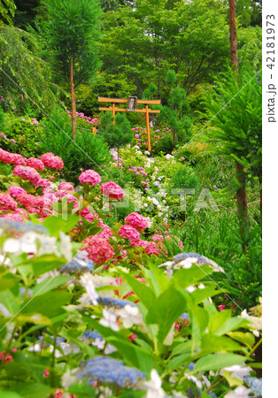 紫陽花に囲まれた善峯寺の鳥居 42181973