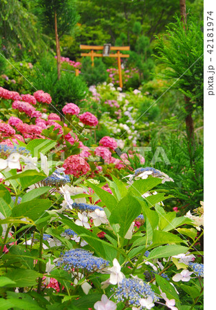 紫陽花に囲まれた善峯寺の鳥居の写真素材