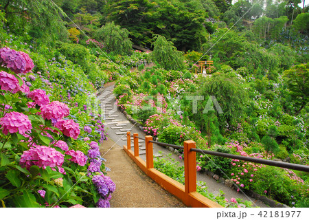 善峯寺の紫陽花の道 善峯寺の紫陽花の道 42181977
