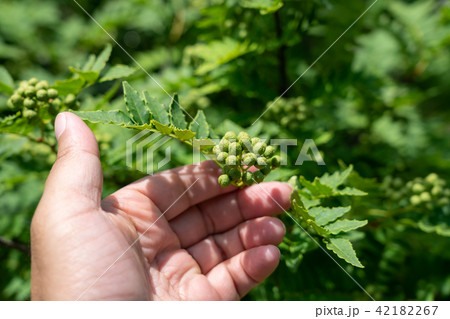 山椒の実 手(家庭菜園) 6月 山椒の実 手(家庭菜園) 6月 42182267
