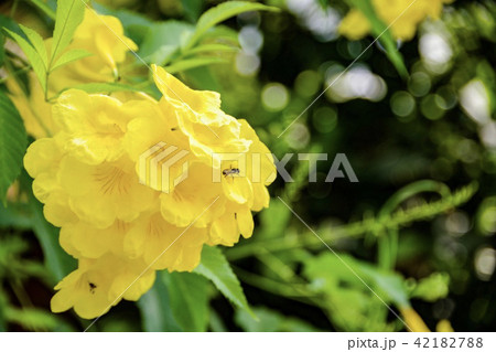 ベトナムの黄色い花の写真素材 4217