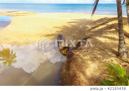 the beach and the reflection of trees in water 42183439