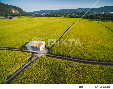 たんぼ 田んぼ 田圃 42183880