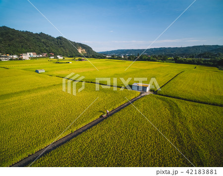 たんぼ 田んぼ 田圃 42183881