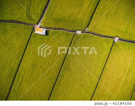 たんぼ 田んぼ 田圃 42184100