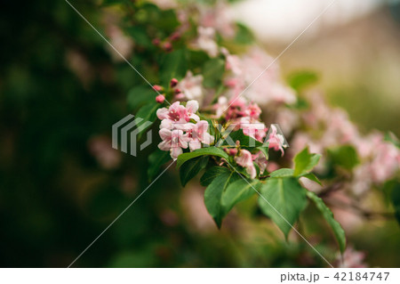Flowering spring tree Flowering spring tree 42184747