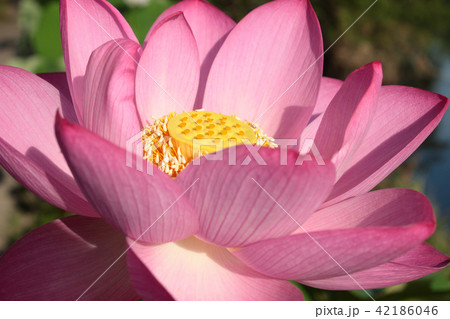 ハスの花 ハスの花 42186046