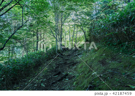 白砂山登山道 42187459