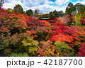 京都　東福寺 42187700