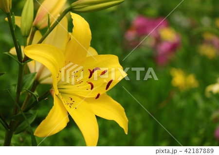 可睡のゆり園 42187889