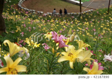 可睡のゆり園 42187890