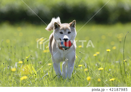 野原で遊ぶ柴犬 野原で遊ぶ柴犬 42187985