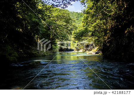渓流　美しい新緑 42188177