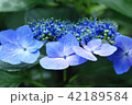 あじさい参道（出塩文殊堂）② 42189584
