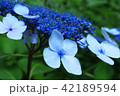 あじさい参道（出塩文殊堂）③ 42189594