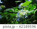 あじさい参道（出塩文殊堂）④ 42189596
