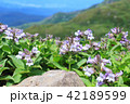 イワブクロ 鳥海山 42189599