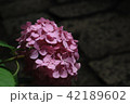 あじさい参道（出塩文殊堂）⑤ 42189602
