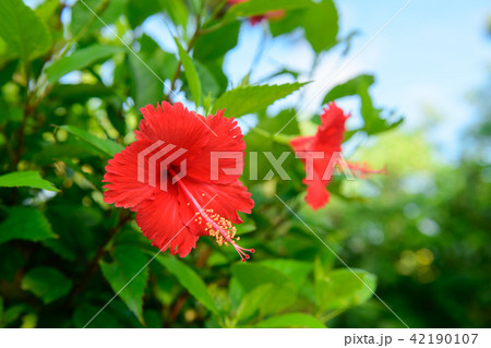 ハイビスカス　沖縄 42190107