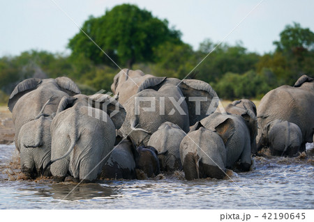 アフリカゾウ 42190645
