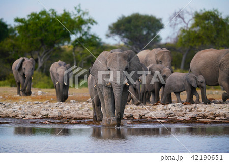アフリカゾウ 42190651
