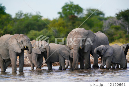 アフリカゾウ アフリカゾウ 42190661