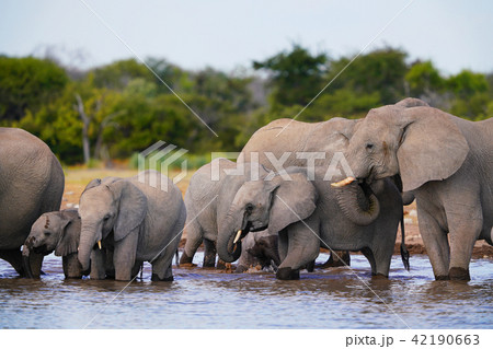 アフリカゾウ 42190663