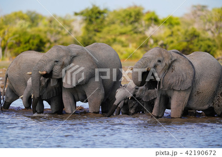 アフリカゾウ 42190672
