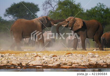 アフリカゾウ アフリカゾウ 42190684